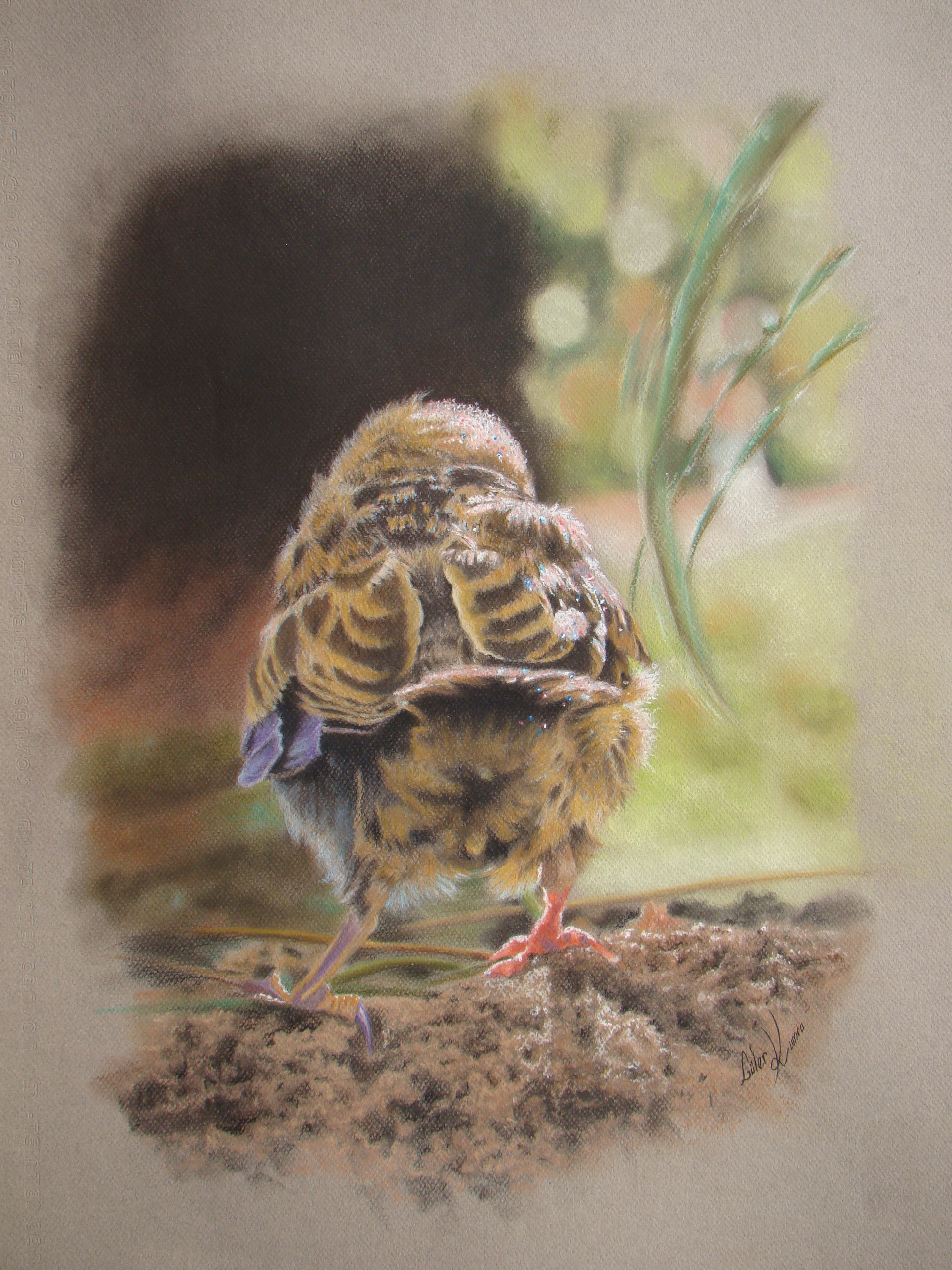 portrait d'un moineau