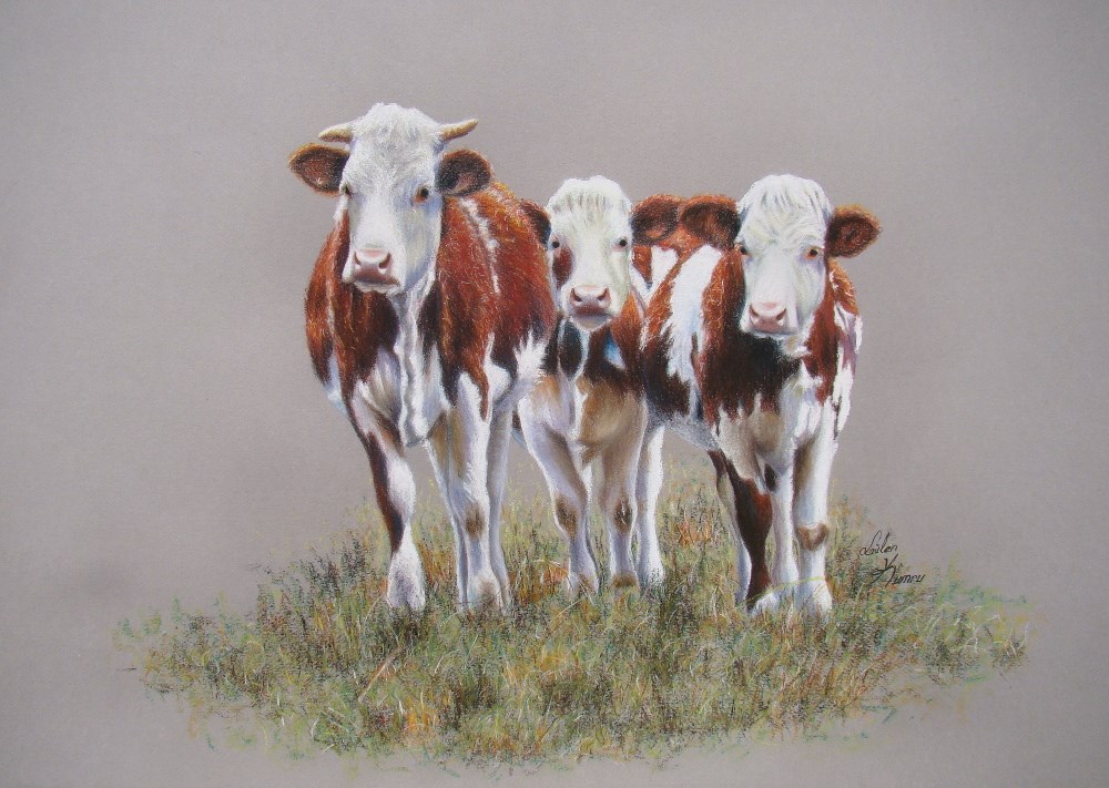 Vache à taches et ses attaches